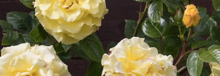 Gelbe Rosen vor braunem Holzzaun